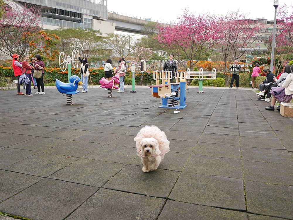 2026鶯歌永吉公園3D彩繪花廊步道、豐富兒童遊戲設施,炮仗花熱門景點,三鶯線永吉公園站 2026鶯歌永吉公園3D彩繪花廊步道、豐富兒童遊戲設施,炮仗花熱門景點,三鶯線永吉公園站