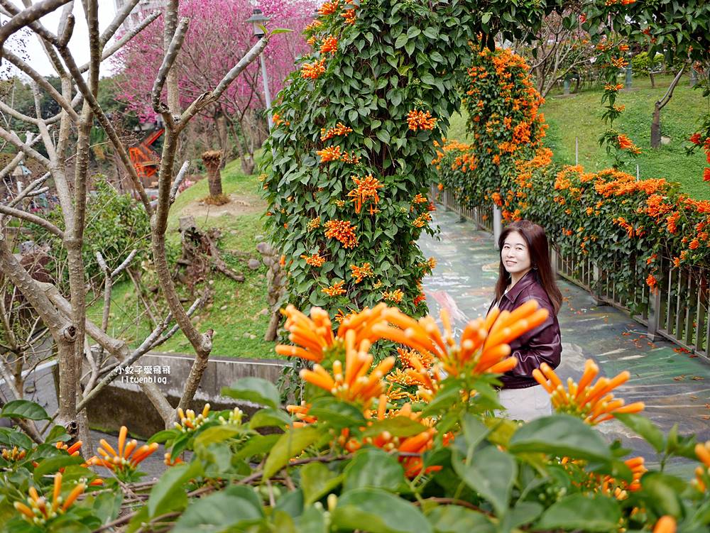 2026鶯歌永吉公園3D彩繪花廊步道、豐富兒童遊戲設施,炮仗花熱門景點,三鶯線永吉公園站 2026鶯歌永吉公園3D彩繪花廊步道、豐富兒童遊戲設施,炮仗花熱門景點,三鶯線永吉公園站