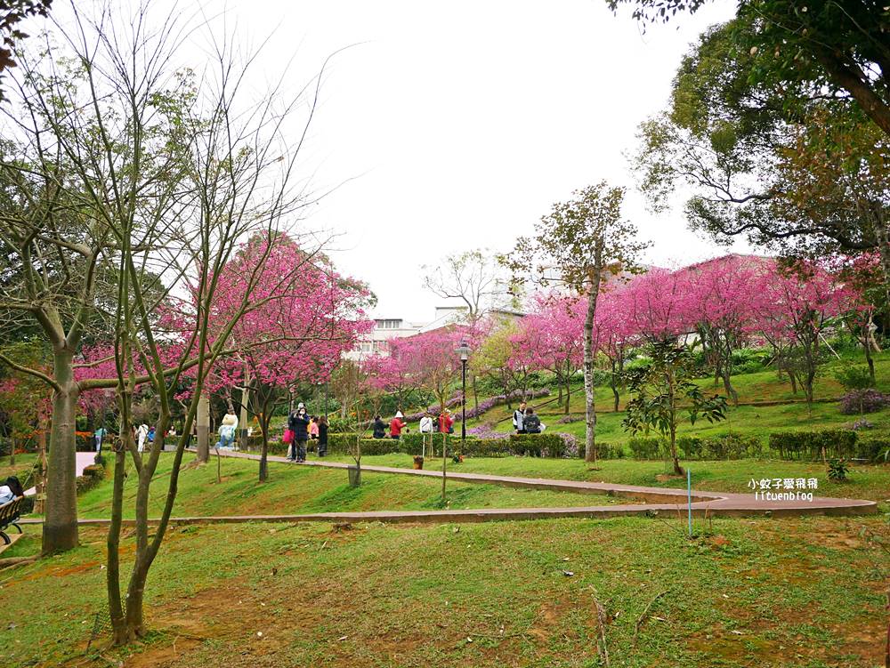 2026鶯歌永吉公園3D彩繪花廊步道、豐富兒童遊戲設施，炮仗花熱門景點，三鶯線永吉公園站