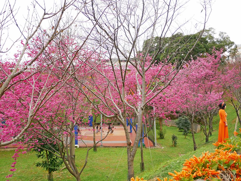 2026鶯歌永吉公園3D彩繪花廊步道、豐富兒童遊戲設施，炮仗花熱門景點，三鶯線永吉公園站