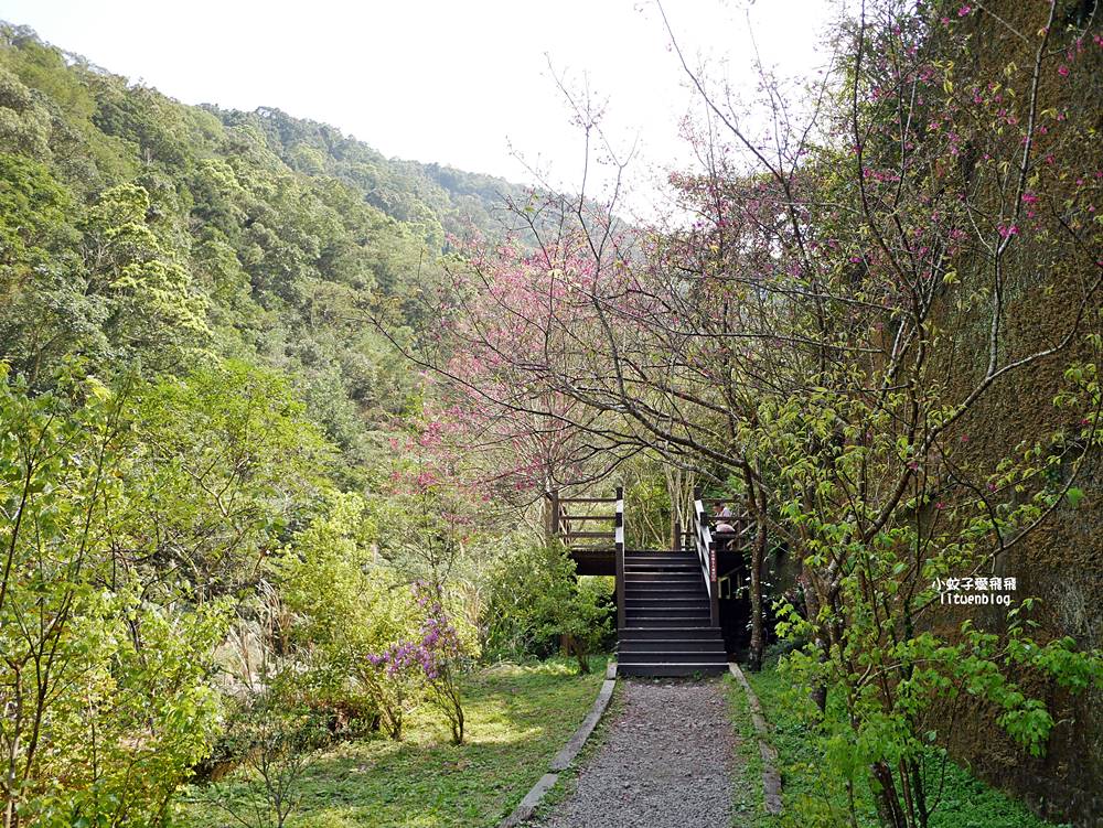 三峽景點「滿月圓國家森林遊樂區」滿月圓瀑布&彩虹乍現處女瀑布，柳杉林生態豐富放鬆養心