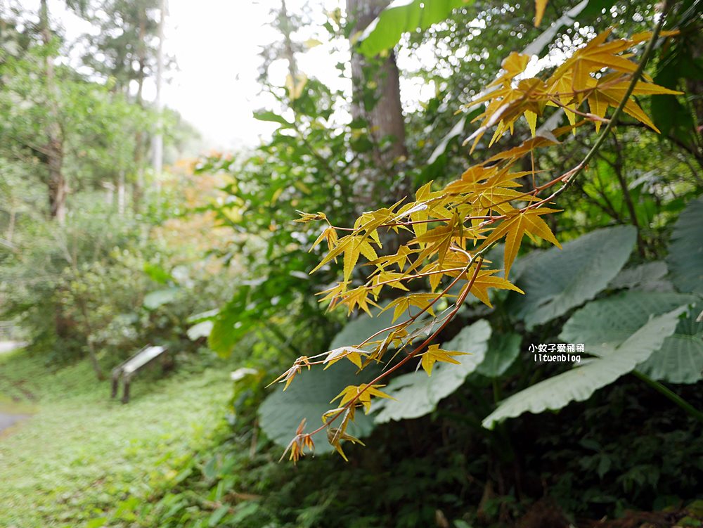 三峽景點「滿月圓國家森林遊樂區」滿月圓瀑布&彩虹乍現處女瀑布，柳杉林生態豐富放鬆養心