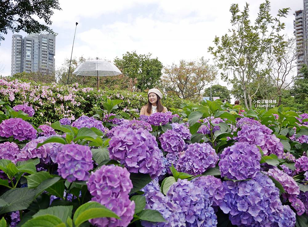 2026大安森林公園杜鵑花繡球花季，杜鵑花心心、2000盆繡球花、拾花號木船聯手浪漫