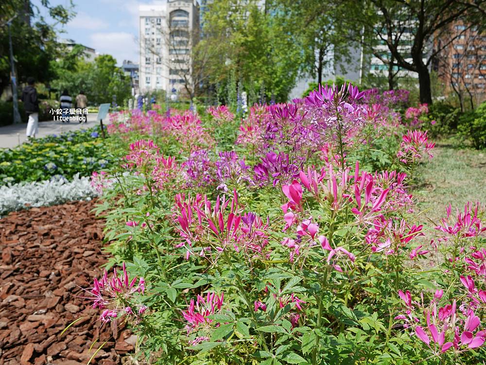 2026大安森林公園杜鵑花繡球花季，杜鵑花心心、2000盆繡球花、拾花號木船聯手浪漫