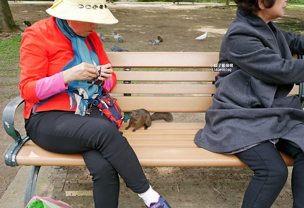 2026大安森林公園杜鵑花繡球花季，杜鵑花心心、2000盆繡球花、拾花號木船聯手浪漫