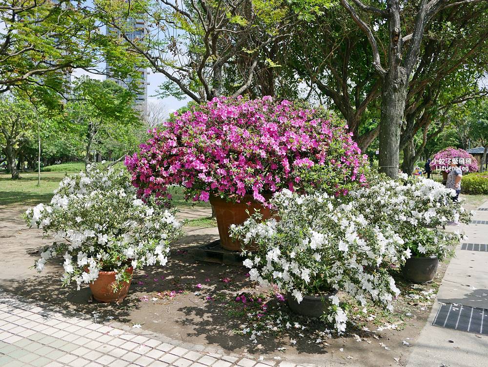 2026大安森林公園杜鵑花繡球花季，杜鵑花心心、2000盆繡球花、拾花號木船聯手浪漫