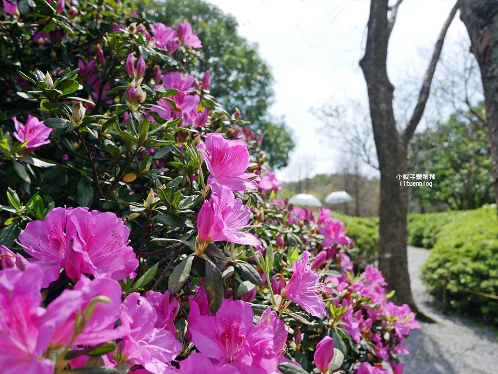 2026大安森林公園杜鵑花繡球花季，杜鵑花心心、2000盆繡球花、拾花號木船聯手浪漫