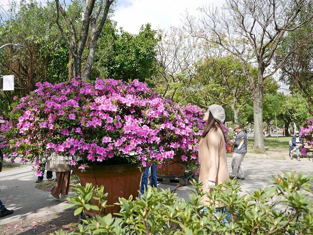 2026大安森林公園杜鵑花繡球花季，杜鵑花心心、2000盆繡球花、拾花號木船聯手浪漫