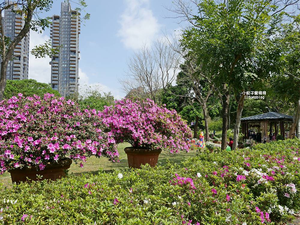 2026大安森林公園杜鵑花繡球花季，杜鵑花心心、2000盆繡球花、拾花號木船聯手浪漫