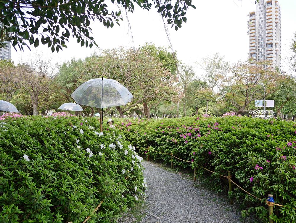 2026大安森林公園杜鵑花繡球花季，杜鵑花心心、2000盆繡球花、拾花號木船聯手浪漫