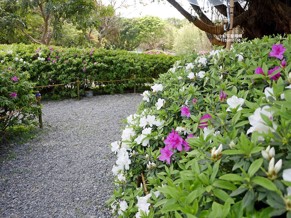 2026大安森林公園杜鵑花繡球花季，杜鵑花心心、2000盆繡球花、拾花號木船聯手浪漫