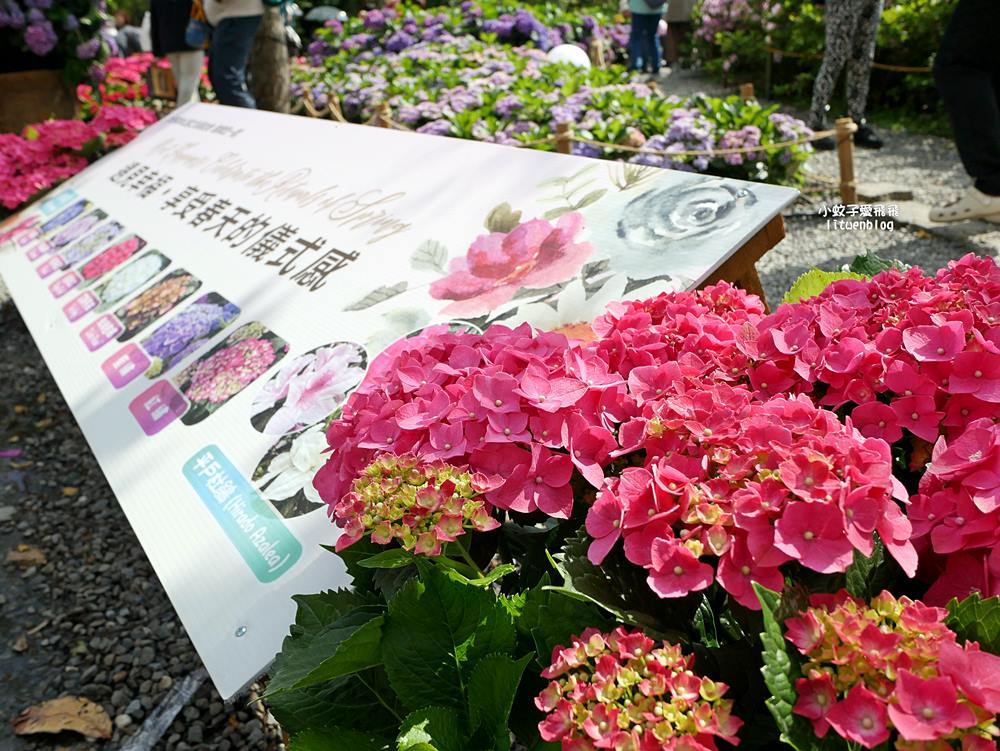 2026大安森林公園杜鵑花繡球花季，杜鵑花心心、2000盆繡球花、拾花號木船聯手浪漫