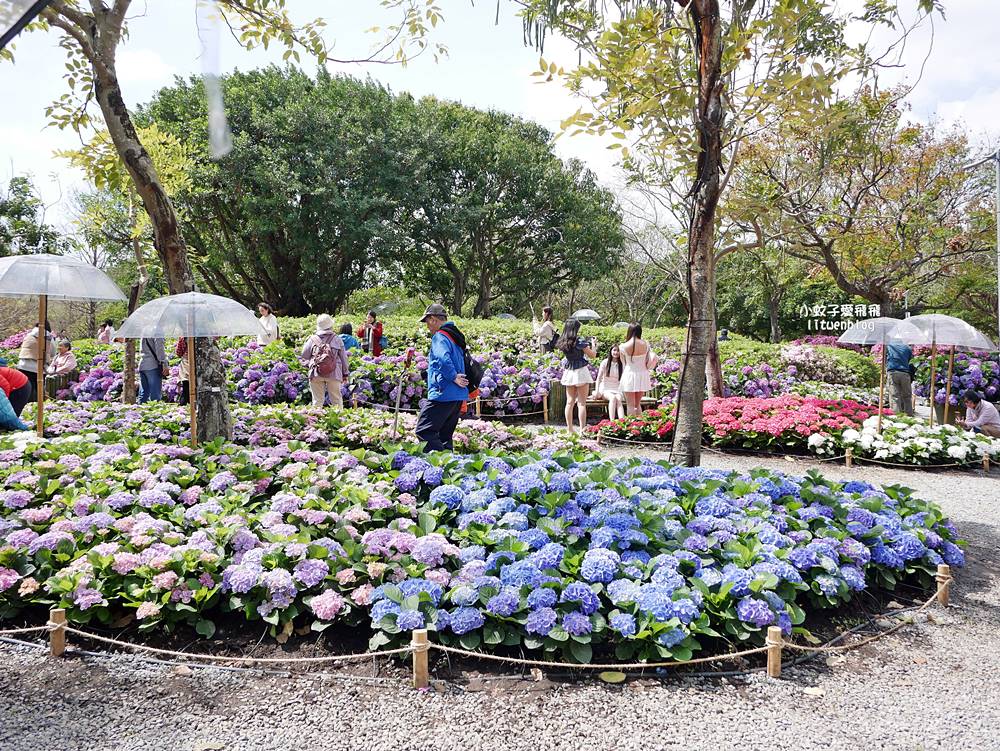 2026大安森林公園杜鵑花繡球花季，杜鵑花心心、2000盆繡球花、拾花號木船聯手浪漫