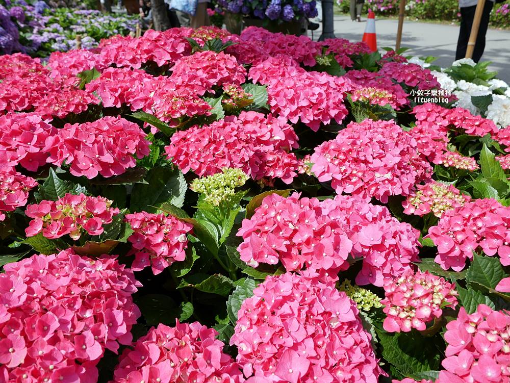 2026大安森林公園杜鵑花繡球花季，杜鵑花心心、2000盆繡球花、拾花號木船聯手浪漫