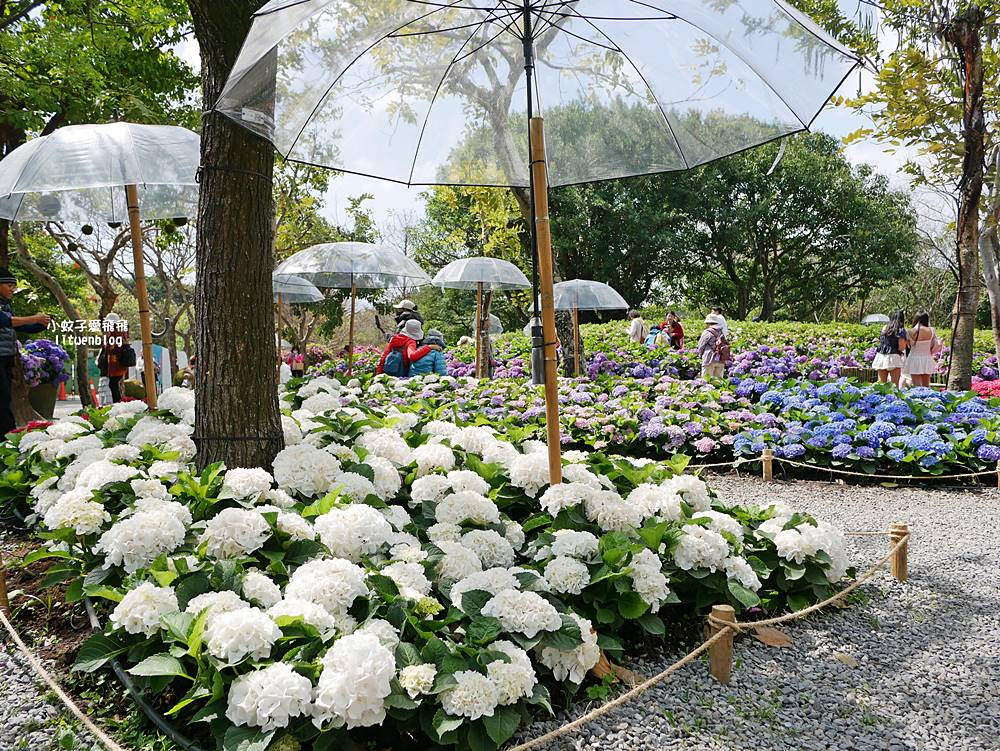 2026大安森林公園杜鵑花繡球花季，杜鵑花心心、2000盆繡球花、拾花號木船聯手浪漫