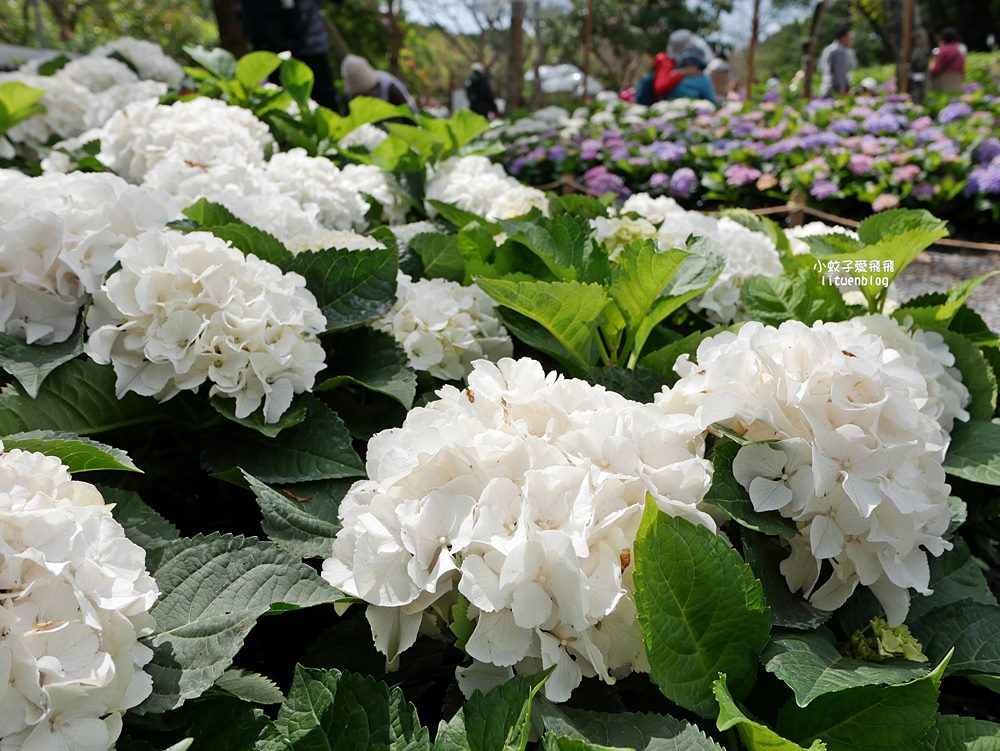 2026大安森林公園杜鵑花繡球花季，杜鵑花心心、2000盆繡球花、拾花號木船聯手浪漫