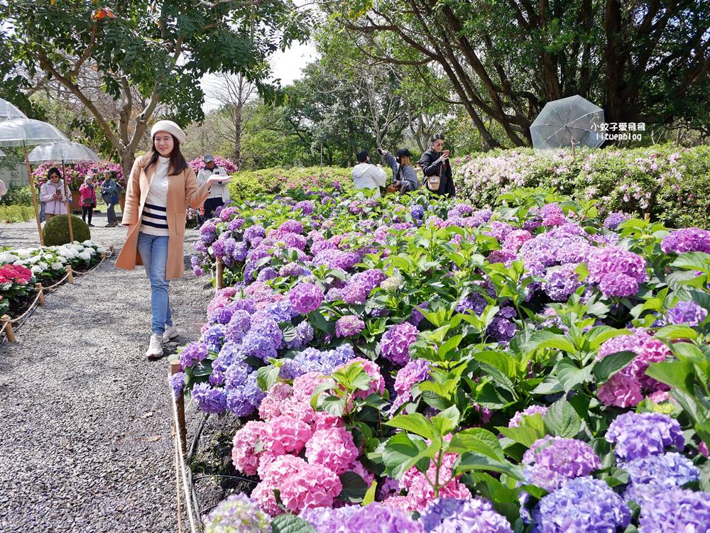 2026大安森林公園杜鵑花繡球花季，杜鵑花心心、2000盆繡球花、拾花號木船聯手浪漫