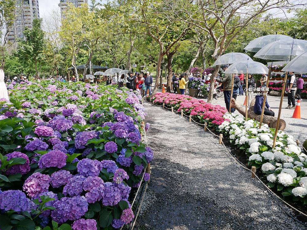 2026大安森林公園杜鵑花繡球花季，杜鵑花心心、2000盆繡球花、拾花號木船聯手浪漫