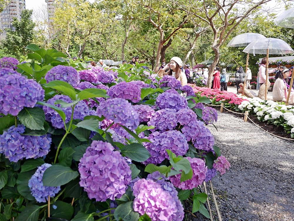 2026大安森林公園杜鵑花繡球花季，杜鵑花心心、2000盆繡球花、拾花號木船聯手浪漫