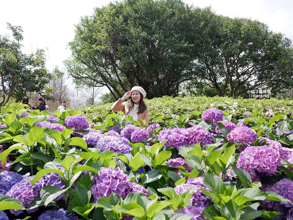 2026大安森林公園杜鵑花繡球花季，杜鵑花心心、2000盆繡球花、拾花號木船聯手浪漫