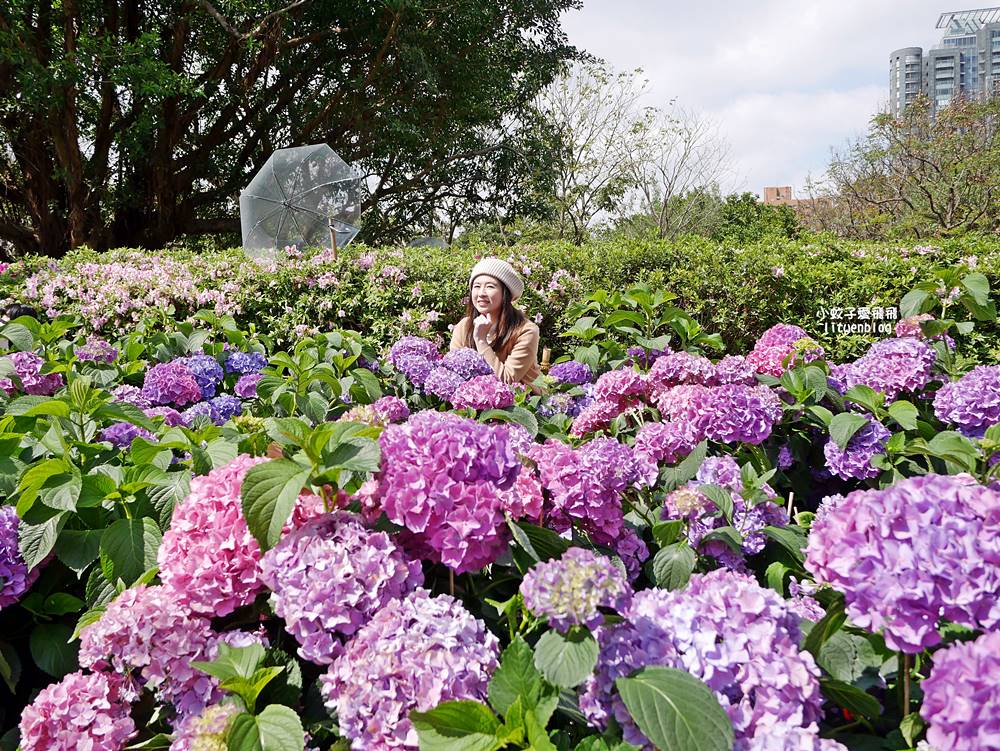 2026大安森林公園杜鵑花繡球花季，杜鵑花心心、2000盆繡球花、拾花號木船聯手浪漫