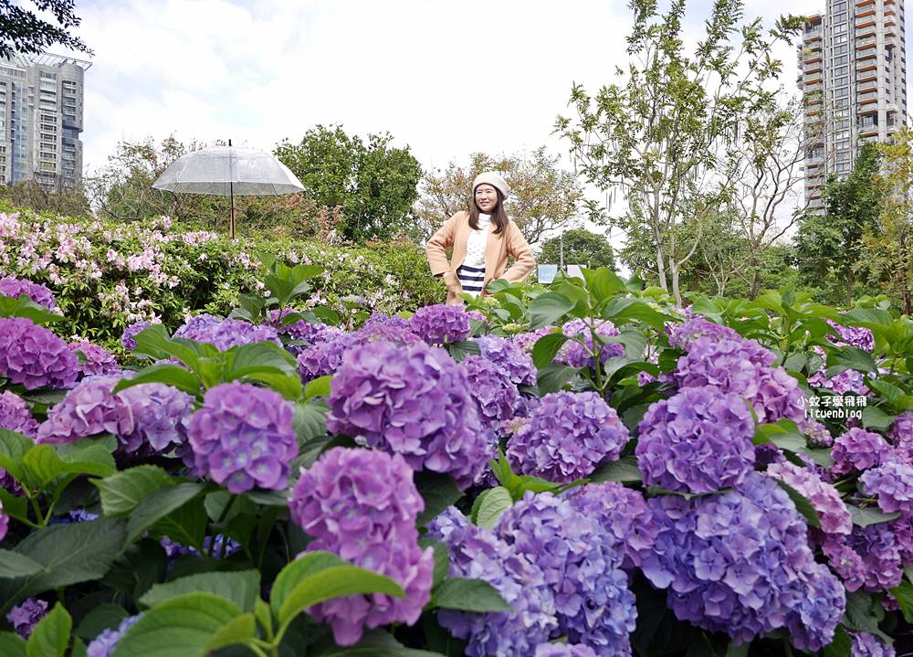 2026大安森林公園杜鵑花繡球花季，杜鵑花心心、2000盆繡球花、拾花號木船聯手浪漫