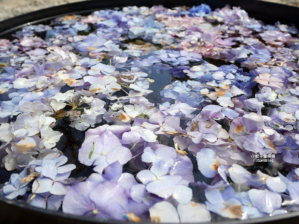 2026大安森林公園杜鵑花繡球花季，杜鵑花心心、2000盆繡球花、拾花號木船聯手浪漫