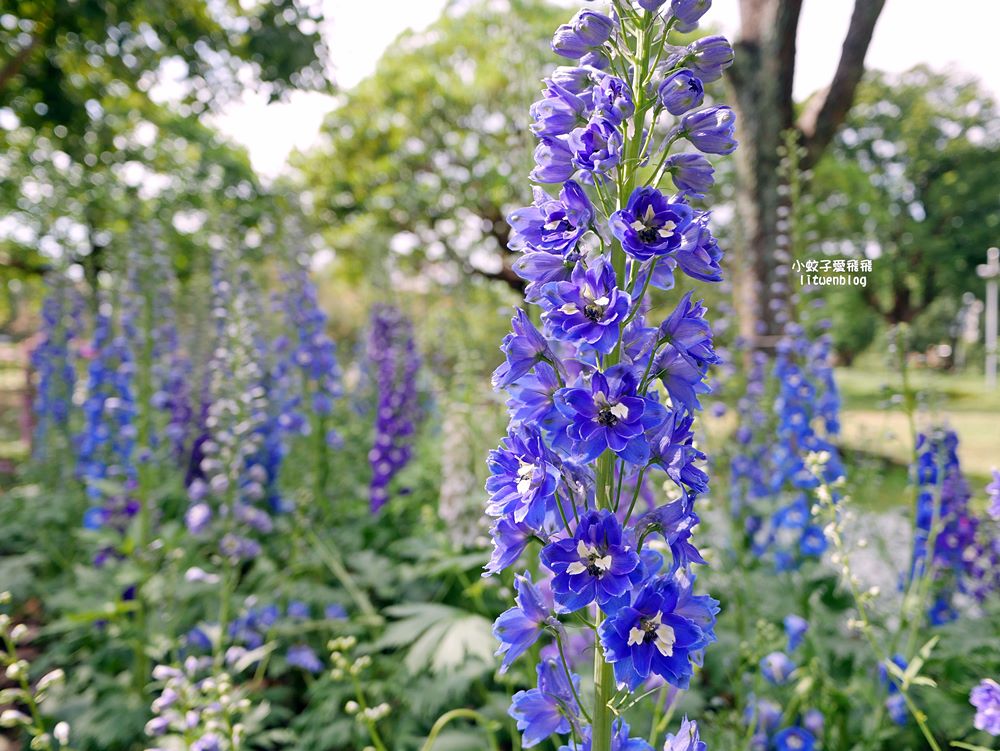 2026大安森林公園杜鵑花繡球花季，杜鵑花心心、2000盆繡球花、拾花號木船聯手浪漫