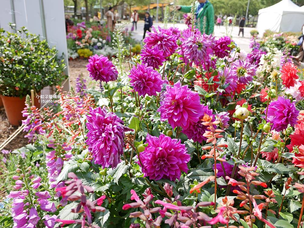 2026大安森林公園杜鵑花繡球花季，杜鵑花心心、2000盆繡球花、拾花號木船聯手浪漫