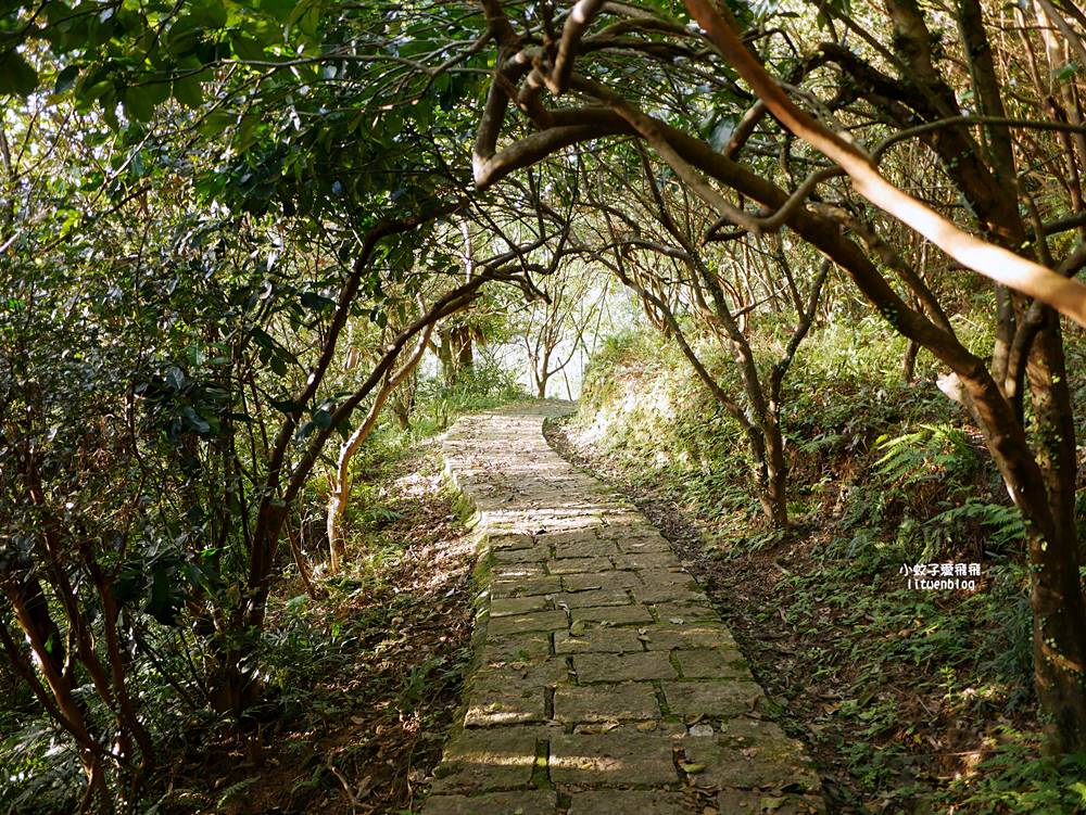 南港舊莊「台北女兒茶余順園茶莊」台灣包種茶發源地秘境，百年茶山輕旅行
