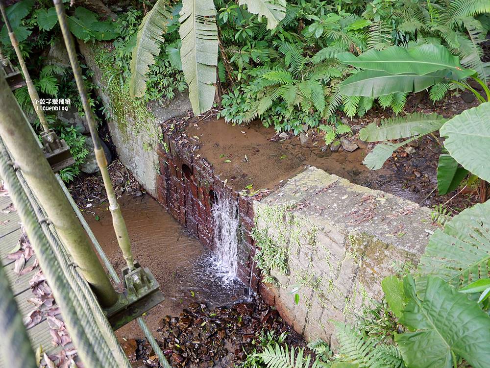 南港舊莊「台北女兒茶余順園茶莊」台灣包種茶發源地秘境，百年茶山輕旅行