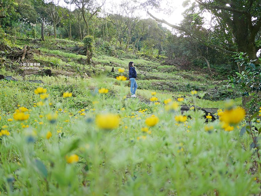 南港舊莊「台北女兒茶余順園茶莊」台灣包種茶發源地秘境,百年茶山輕旅行 南港舊莊「台北女兒茶余順園茶莊」台灣包種茶發源地秘境,百年茶山輕旅行