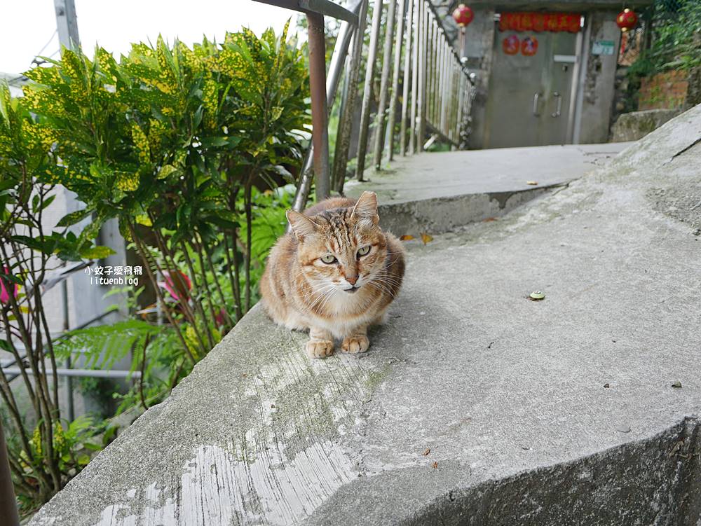 台北公館「蟾蜍山煥民新村」市區裡一甲子歷史山城,探訪空軍眷村的時光記憶 台北公館「蟾蜍山煥民新村」市區裡一甲子歷史山城,探訪空軍眷村的時光記憶