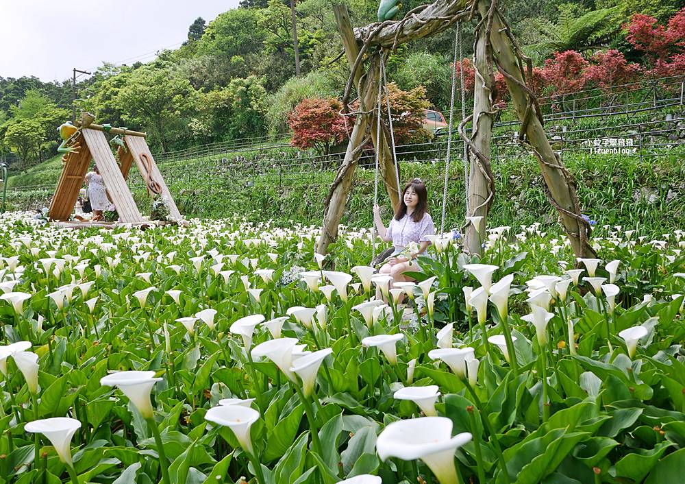 陽明山竹子湖「名陽匍休閒農莊」海芋紅楓繡球花小油坑，超夢幻的賞花基地
