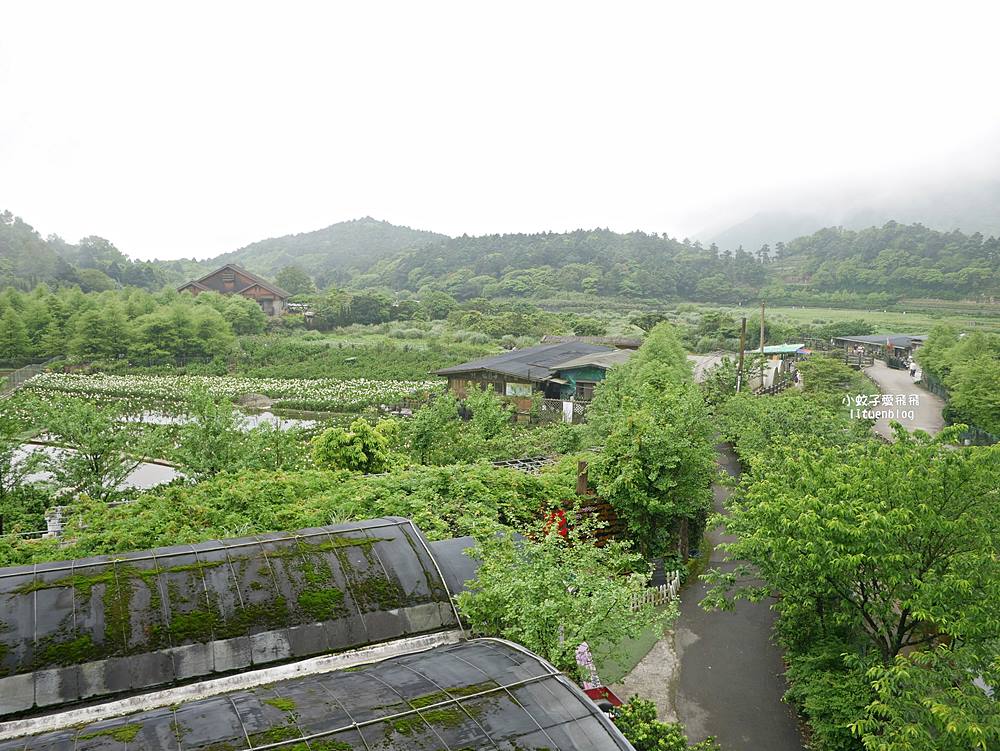 陽明山竹子湖「名陽匍休閒農莊」海芋紅楓繡球花小油坑，超夢幻的賞花基地