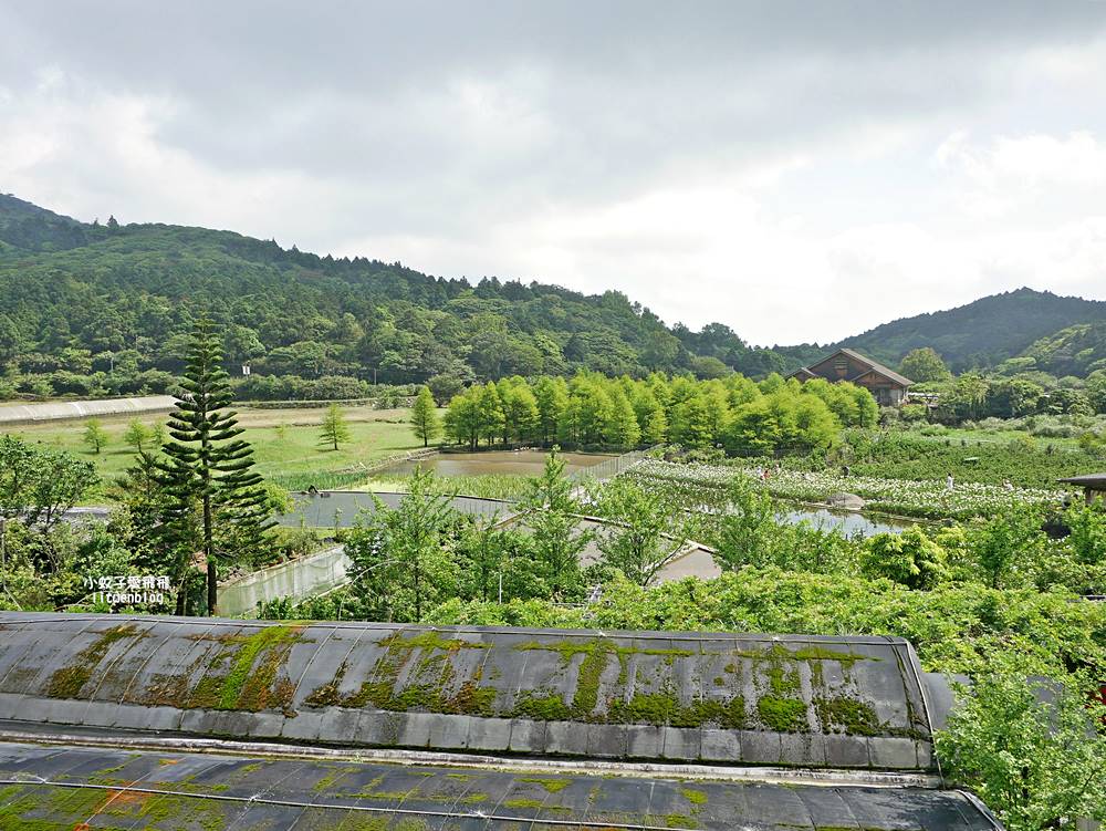 陽明山竹子湖「名陽匍休閒農莊」海芋紅楓繡球花小油坑，超夢幻的賞花基地