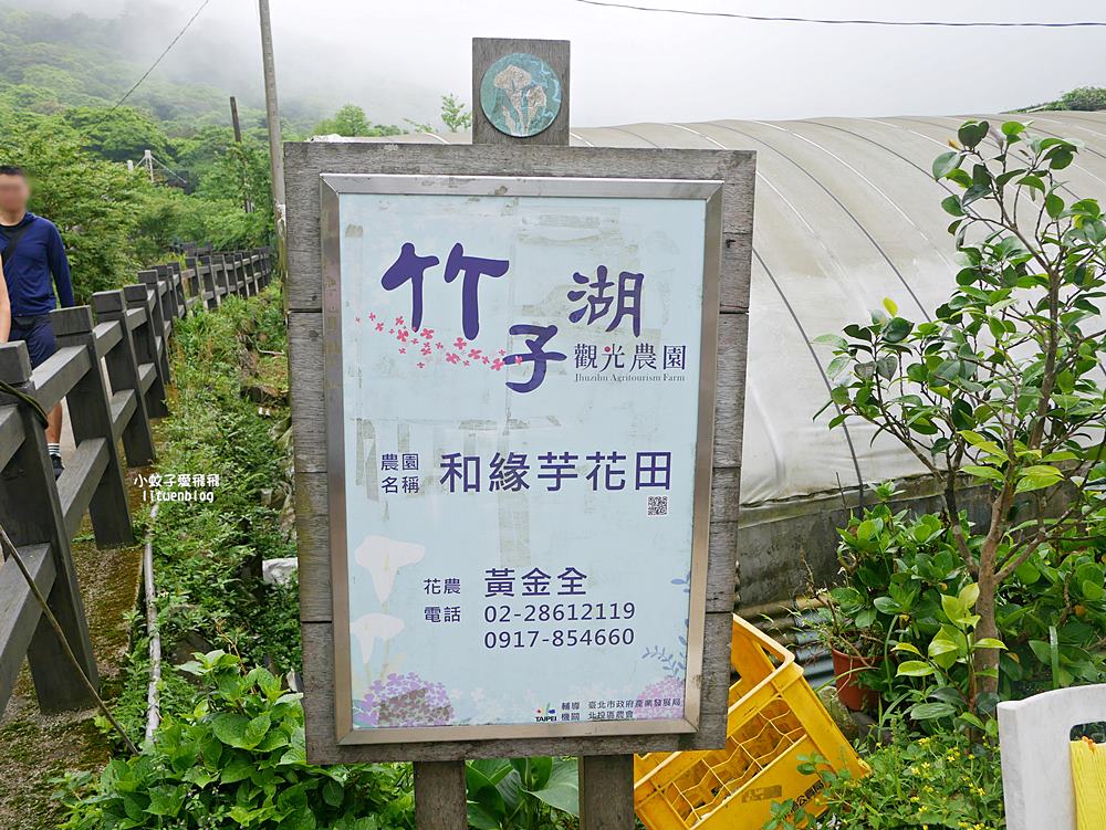 陽明山竹子湖「名陽匍休閒農莊」海芋紅楓繡球花小油坑，超夢幻的賞花基地