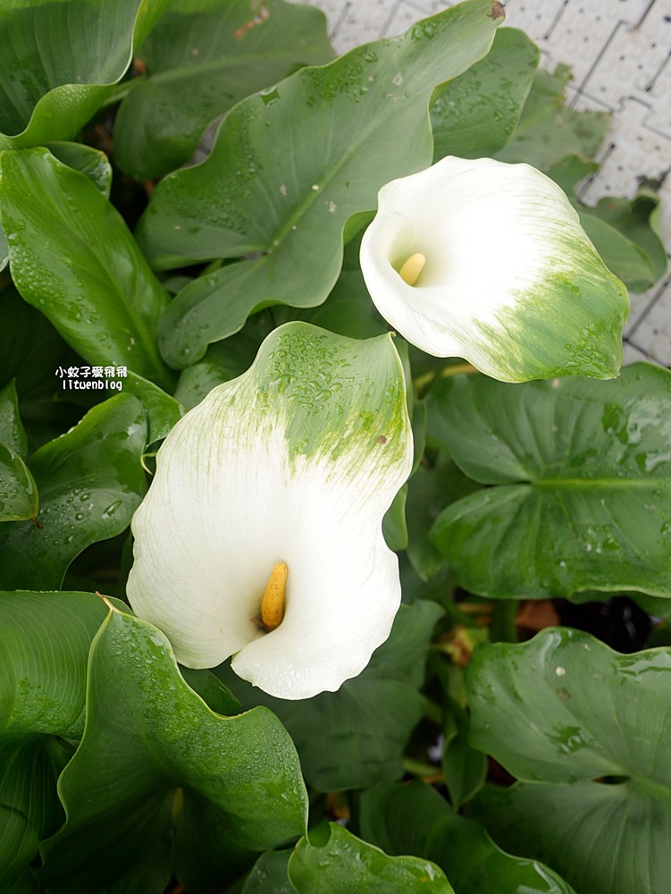 陽明山竹子湖「名陽匍休閒農莊」海芋紅楓繡球花小油坑，超夢幻的賞花基地