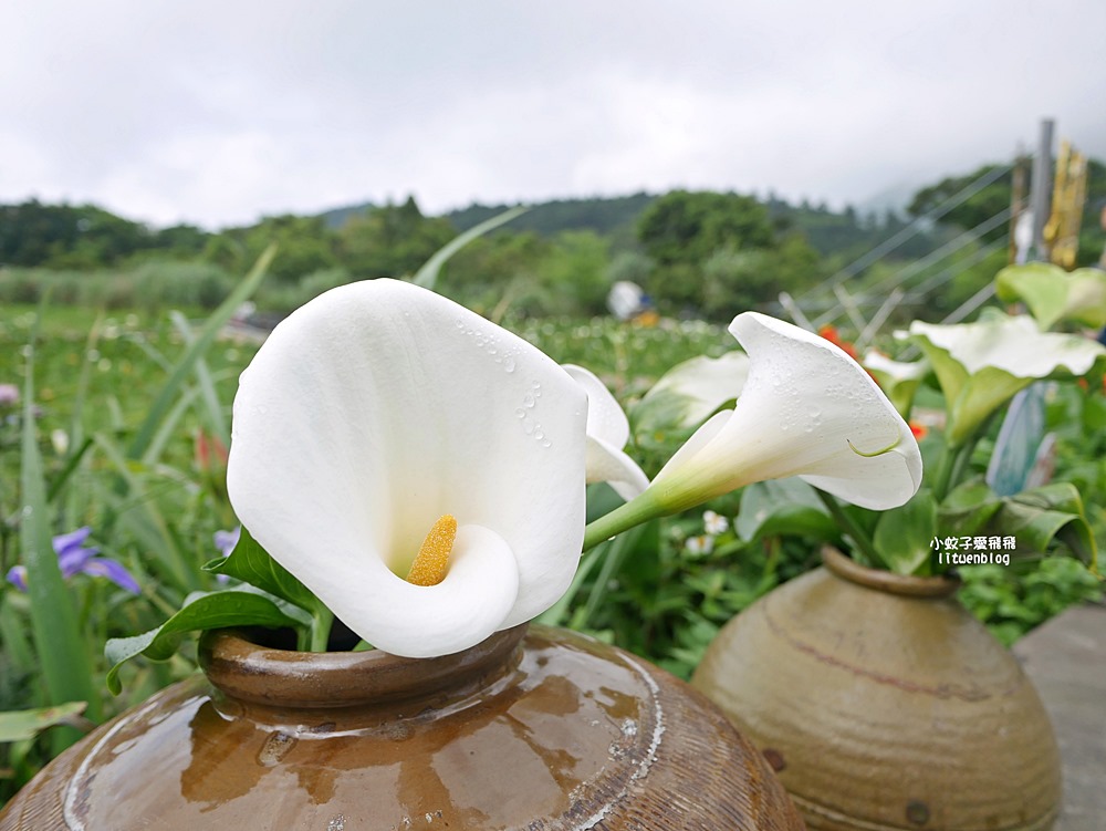 陽明山竹子湖「名陽匍休閒農莊」海芋紅楓繡球花小油坑，超夢幻的賞花基地
