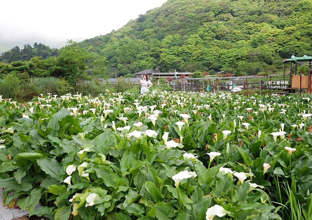 陽明山竹子湖「名陽匍休閒農莊」海芋紅楓繡球花小油坑，超夢幻的賞花基地