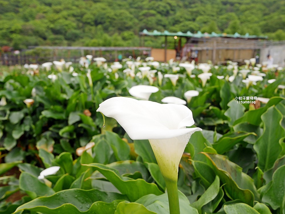 陽明山竹子湖「名陽匍休閒農莊」海芋紅楓繡球花小油坑，超夢幻的賞花基地