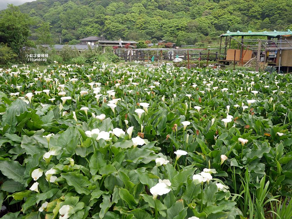 陽明山竹子湖「名陽匍休閒農莊」海芋紅楓繡球花小油坑，超夢幻的賞花基地
