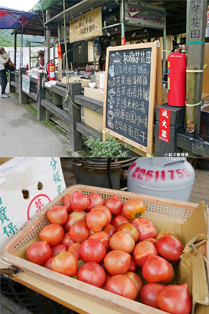 陽明山竹子湖「名陽匍休閒農莊」海芋紅楓繡球花小油坑，超夢幻的賞花基地