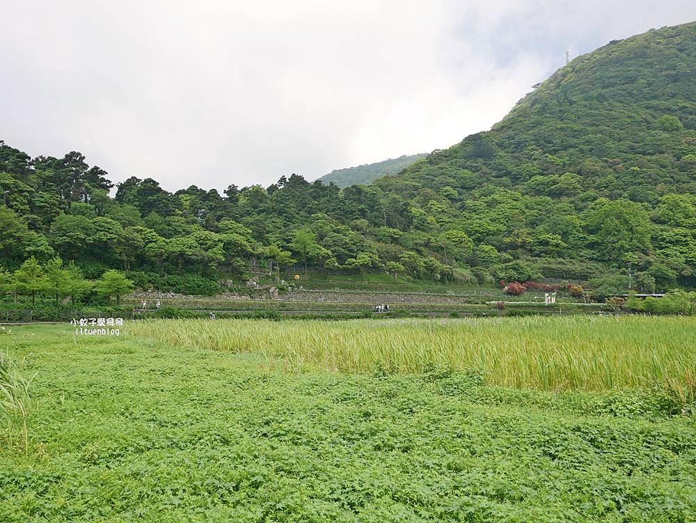 陽明山竹子湖「名陽匍休閒農莊」海芋紅楓繡球花小油坑，超夢幻的賞花基地
