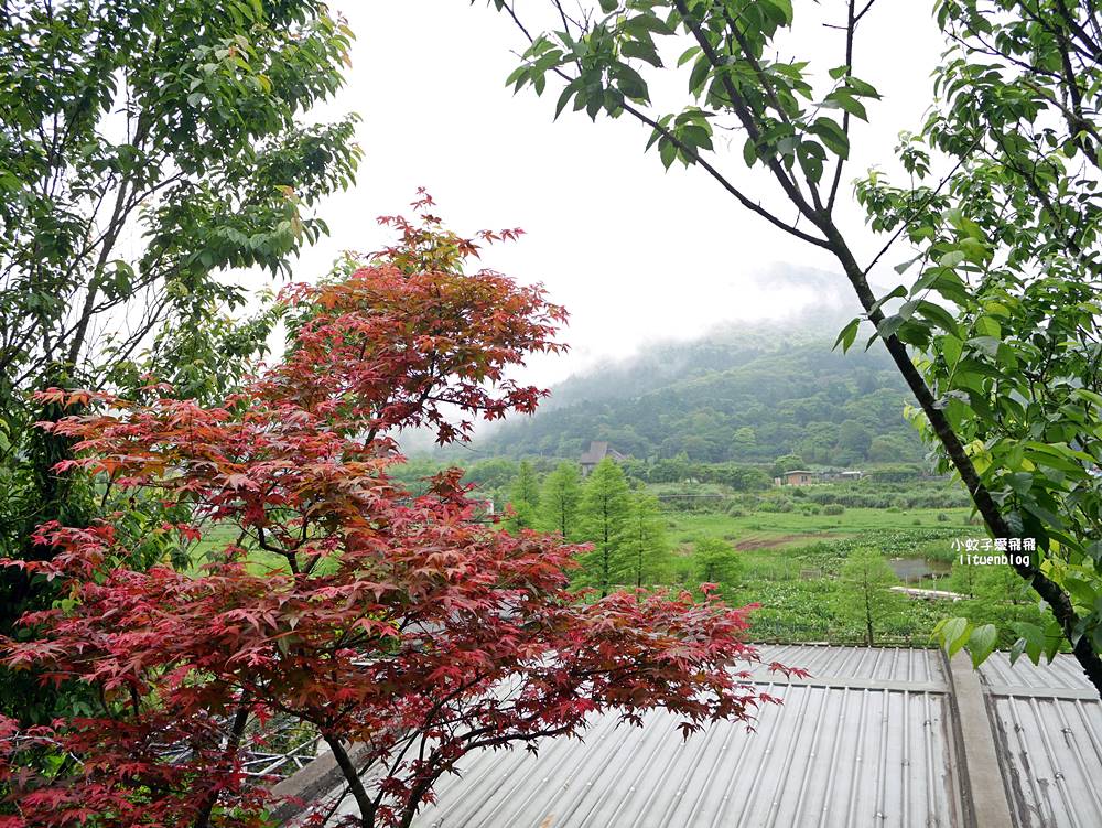 陽明山竹子湖「名陽匍休閒農莊」海芋紅楓繡球花小油坑，超夢幻的賞花基地