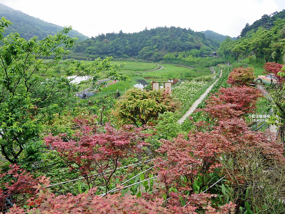 陽明山竹子湖「名陽匍休閒農莊」海芋紅楓繡球花小油坑，超夢幻的賞花基地
