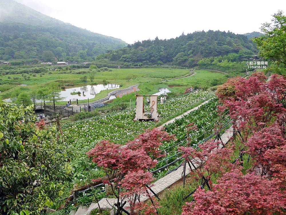 陽明山竹子湖「名陽匍休閒農莊」海芋紅楓繡球花小油坑，超夢幻的賞花基地