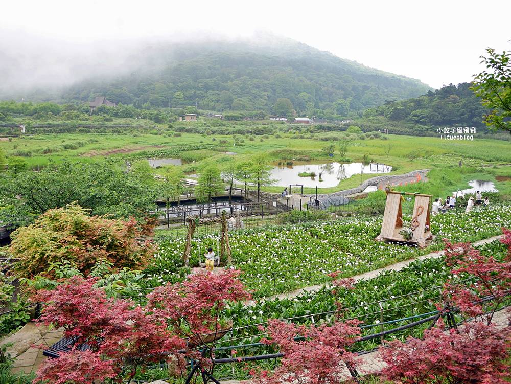 陽明山竹子湖「名陽匍休閒農莊」海芋紅楓繡球花小油坑，超夢幻的賞花基地