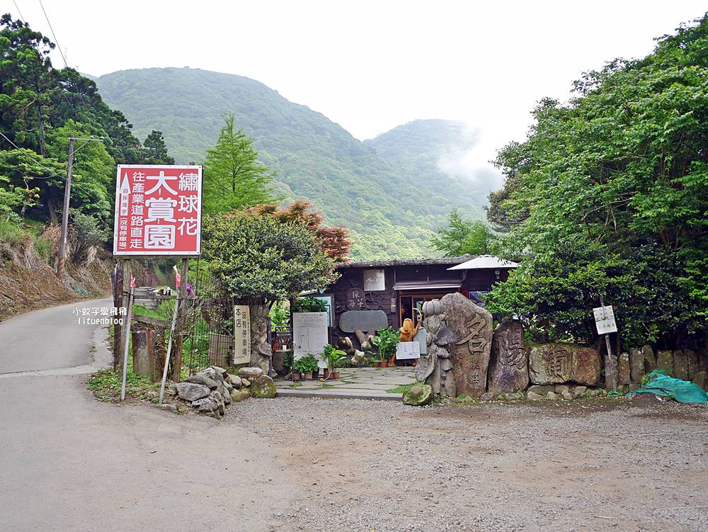 陽明山竹子湖「名陽匍休閒農莊」海芋紅楓繡球花小油坑，超夢幻的賞花基地