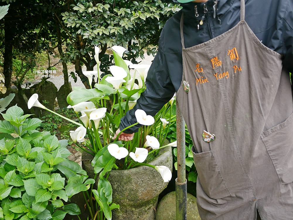 陽明山竹子湖「名陽匍休閒農莊」海芋紅楓繡球花小油坑，超夢幻的賞花基地
